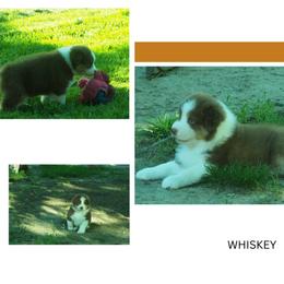 Whiskey - Red tri-color male Australian Shepherd puppy in Cape Girardeau, Missouri from Promise Keeper Kennel