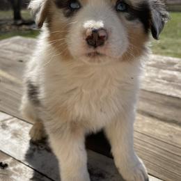 Australian Shepherd Puppies from Aussie Hill Farm