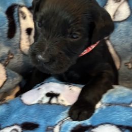 Goldendoodle Puppies from Bridger Peak Doodles