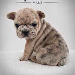 Boy 2 - Blue fawn male French Bulldog puppy in Hartsville, South Carolina from Amy's frenchies