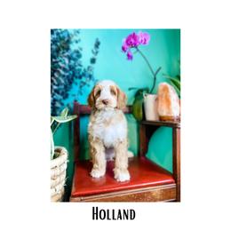 Australian Labradoodle Puppies from Novalie Australian Labradoodles