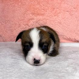 WILLIE - Sable male Pembroke Welsh Corgi puppy in Ritzville, Washington from Sapphire Iris Corgis