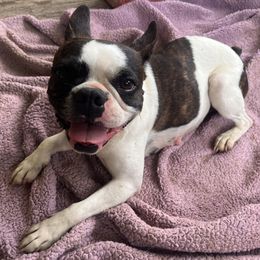 Janice - Boston Terrier