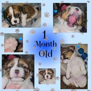 Cooper - Brindle and white male Cavatzu puppy in Sandy, Utah from Pulley Puppies