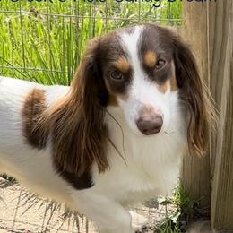 Rolo - Dachshund