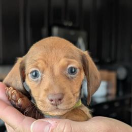 Lily - Chocolate and tan female Dachshund puppy in Waddell, Arizona from The Bearded Companions