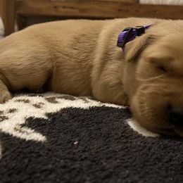 Purple Collar - Dark golden Golden Retriever puppy in Lucedale, Mississippi from Goode LOVIN’ Retrievers