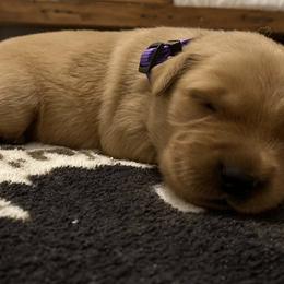 Purple Collar - Dark golden Golden Retriever puppy in Lucedale, Mississippi from Goode LOVIN’ Retrievers