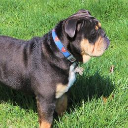 Cash - Bulldog