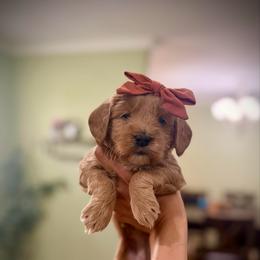 Pink collar, girl - Apricot female Goldendoodle puppy in Dupont, Washington from Willow Tree Doodles