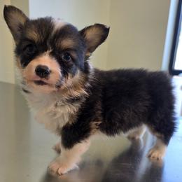 Tri fluffy male - Black and tan male Pembroke Welsh Corgi puppy in Unicoi, Tennessee from East Tennessee Clark Corgis