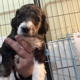 White collar female - Brindle female Poodle puppy in Maryland from Hernwood Heelers & Poodles