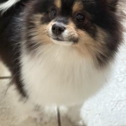 Gaston - Black and tan parti male Pomeranian puppy in Zionville, North Carolina from Shaner Poms