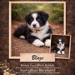 Blaze - Black & white male Australian Shepherd puppy in Citra, Florida from AEW Farm