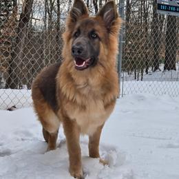 Ursula UPCOMING 2027 - German Shepherd