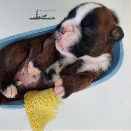 Boxer Puppies from Black Beauties Boxers