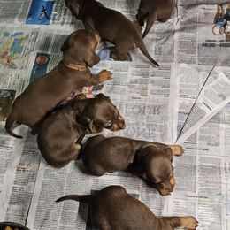 Dachshund and Toy Fox Terrier Puppies from Chipworth Kennels