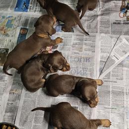 Dachshund and Toy Fox Terrier Puppies from Chipworth Kennels