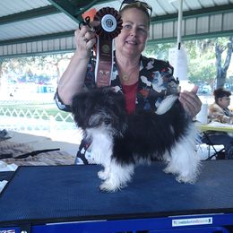Havanese puppies from Curly Que Standard Poodles and Havanese