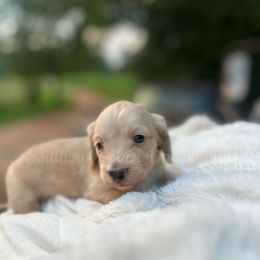 Ella - Cream female Dachshund puppy in Colbert, Georgia from Southern Drawl Dachshunds