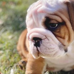 Bulldogs from Trevino’s Bulldogs
