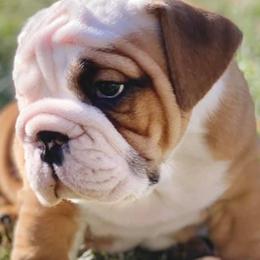 Bulldogs from Trevino’s Bulldogs