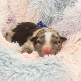 Shamrock - Blue merle male Australian Shepherd puppy in Placerville, California from BFF Aussies