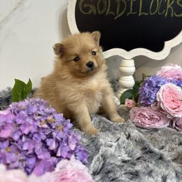 Goldilocks - Orange female Pomeranian puppy in Scio, Oregon from Mac Daddy Poms