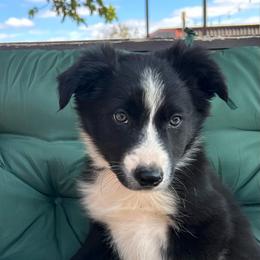 Rufus - Black and white male Border Collie puppy in Rocky, Oklahoma from SoCal/Promise Land Border Collies