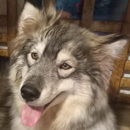 Siberian Huskies from Stec's Siberian Husky Kennel