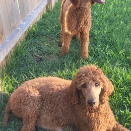 Poodles from Jiny's Red Standard Poodles