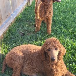Poodles from Jiny's Red Standard Poodles