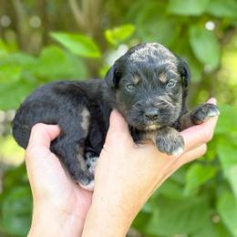 Anne - Phantom female Bernedoodle puppy in Bellville, Ohio from Bernedoodle Buddies