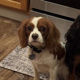 Cavalier King Charles Spaniels from Caloobanan Cavaliers