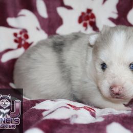 Superman - Merle male Pomsky puppy in Centerville, Iowa from LJ Kennels Pomskies, LLC