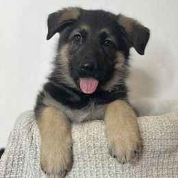 Dachshunds and German Shepherds from Best Shepherds