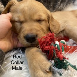 Golden Retriever Puppies from Gold 'N Dust Ranch