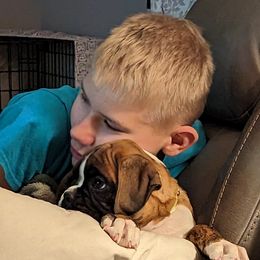 Boxer Puppies from Stillwater Kennel
