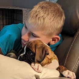 Boxer Puppies from Stillwater Kennel