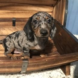 Dachshund and Labrador Retriever Puppies from Rockin M Kennel