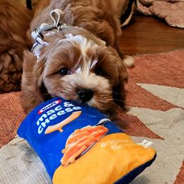 Cavalier King Charles Spaniel and Cavapoo Puppies from Puppyloversplace