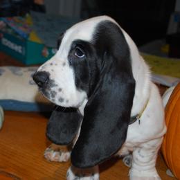 Arden - Black and white male Basset Hound puppy in Hodges, South Carolina from Blooming Bassets