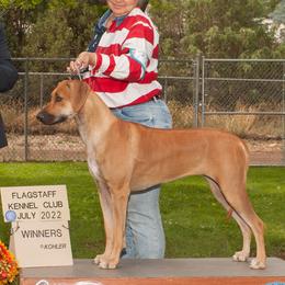 Daphne - Rhodesian Ridgeback