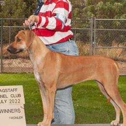Daphne - Rhodesian Ridgeback