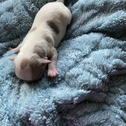 Stirling - Blue and white male Chihuahua puppy in Red Bluff, California from Aye Chihuahua