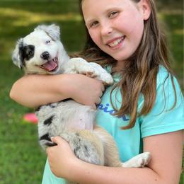 Alejandro - Blue merle male Australian Shepherd puppy in Lynnville, Indiana from Moonlightaussies