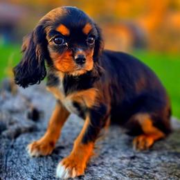 Violet - Black and tan female Cavalier King Charles Spaniel puppy in Watsontown, Pennsylvania from Huntsman Cavaliers