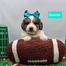 Dancer- Teal collar - Blue merle female Bernedoodle puppy in Summerville, South Carolina from Channys Doodles