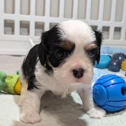 Twix - Tri-color male Cavalier King Charles Spaniel puppy in Stilwell, Oklahoma from Love Bug Cavaliers