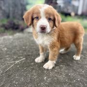 Boy 4 - Red male Nova Scotia Duck Tolling Retriever puppy in Lowell, Indiana from Bearfoot Aussies and Tollers